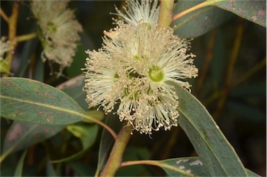 APII jpeg image of Eucalyptus ligulata subsp. stirlingica  © contact APII