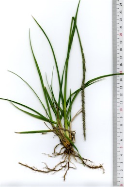 APII jpeg image of Sporobolus africanus  © contact APII