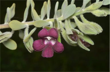 APII jpeg image of Eremophila muelleriana  © contact APII