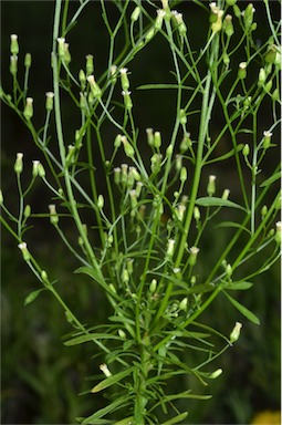 APII jpeg image of Erigeron canadensis  © contact APII