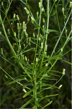 APII jpeg image of Erigeron canadensis  © contact APII