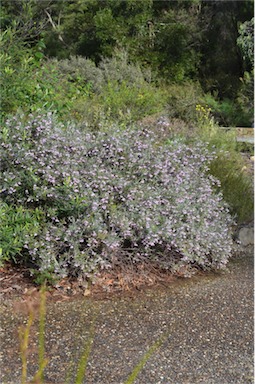 APII jpeg image of Guichenotia ledifolia  © contact APII