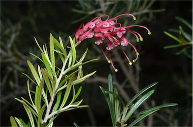 APII jpeg image of Grevillea exposita  © contact APII