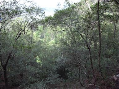 APII jpeg image of Backhousia myrtifolia  © contact APII