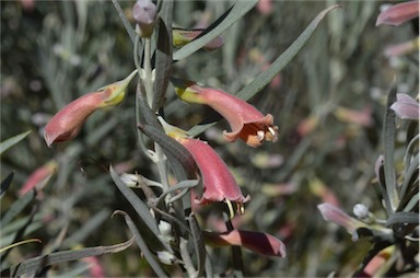 APII jpeg image of Eremophila youngii  © contact APII