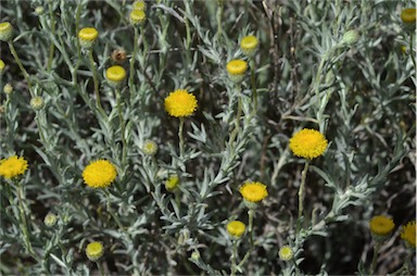 APII jpeg image of Leiocarpa panaetioides  © contact APII