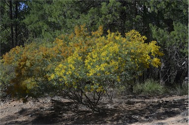 APII jpeg image of Acacia polybotrya  © contact APII