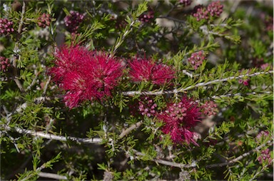 APII jpeg image of Beaufortia cyrtodonta  © contact APII