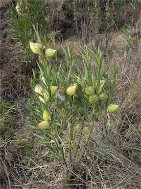 APII jpeg image of Gomphocarpus fruticosus  © contact APII