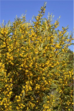 APII jpeg image of Acacia halliana  © contact APII
