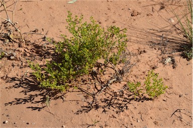 APII jpeg image of Roepera eremaea  © contact APII