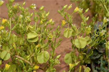 APII jpeg image of Roepera eremaea  © contact APII