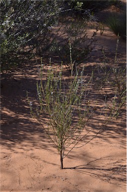 APII jpeg image of Boronia coerulescens subsp. coerulescens  © contact APII