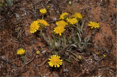 APII jpeg image of Podolepis rugata var. rugata  © contact APII