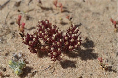 APII jpeg image of Hyalosperma demissum  © contact APII