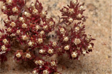 APII jpeg image of Hyalosperma demissum  © contact APII