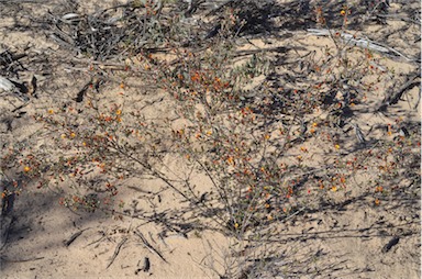 APII jpeg image of Pultenaea prostrata  © contact APII