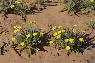 APII jpeg image of Goodenia willisiana  © contact APII