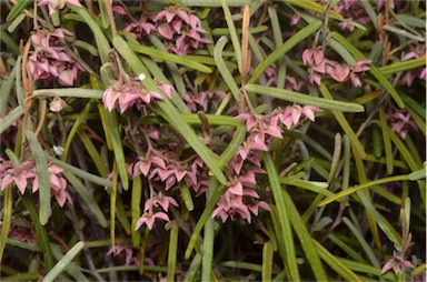 APII jpeg image of Lasiopetalum baueri  © contact APII