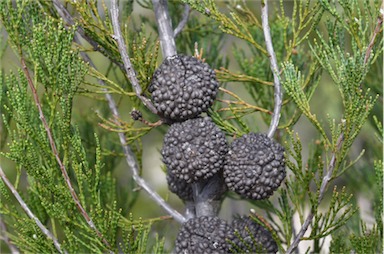 APII jpeg image of Callitris verrucosa  © contact APII