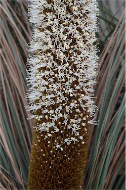 APII jpeg image of Xanthorrhoea australis  © contact APII