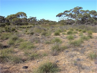 APII jpeg image of Lomandra effusa  © contact APII