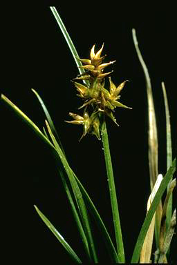 APII jpeg image of Carex echinata  © contact APII