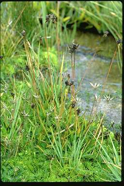 APII jpeg image of Luzula modesta  © contact APII