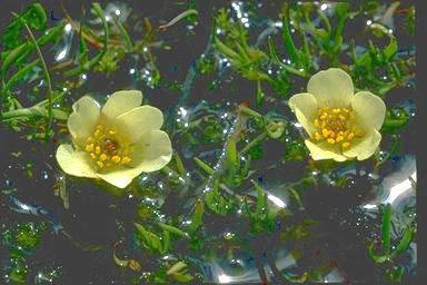 APII jpeg image of Ranunculus millanii  © contact APII