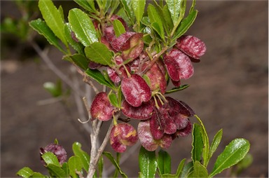 APII jpeg image of Dodonaea viscosa subsp. cuneata  © contact APII