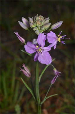 APII jpeg image of Arthropodium strictum  © contact APII