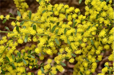 APII jpeg image of Acacia verniciflua  © contact APII