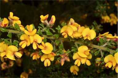 APII jpeg image of Pultenaea scabra  © contact APII
