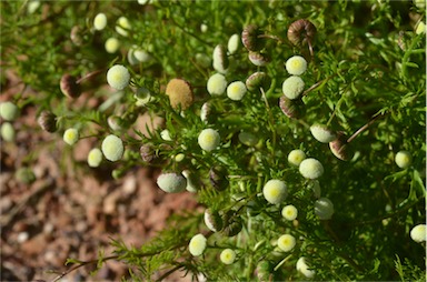 APII jpeg image of Cotula bipinnata  © contact APII