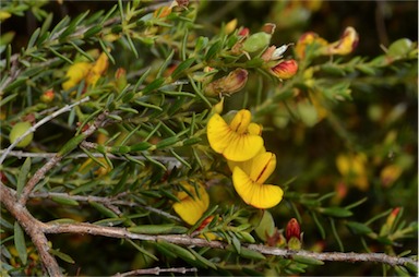 APII jpeg image of Eutaxia microphylla  © contact APII