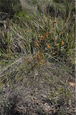 APII jpeg image of Dillwynia phylicoides  © contact APII