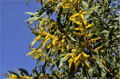 APII jpeg image of Acacia grandifolia  © contact APII