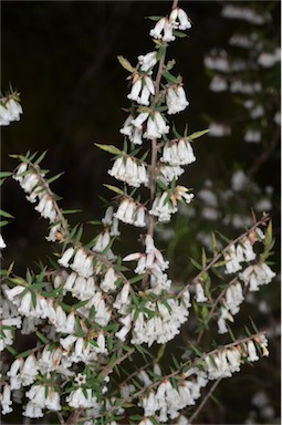 APII jpeg image of Styphelia fletcheri subsp. brevisepala  © contact APII