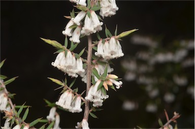 APII jpeg image of Styphelia fletcheri subsp. brevisepala  © contact APII