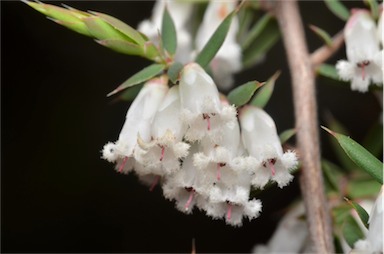 APII jpeg image of Styphelia fletcheri subsp. brevisepala  © contact APII