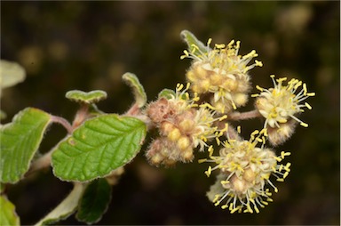 APII jpeg image of Pomaderris eriocephala  © contact APII