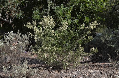 APII jpeg image of Epacris tasmanica  © contact APII