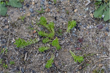 APII jpeg image of Facelis retusa  © contact APII