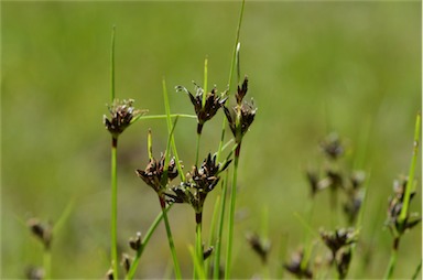 APII jpeg image of Schoenus apogon  © contact APII