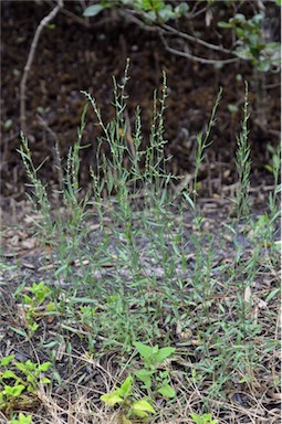 APII jpeg image of Polygonum bellardii  © contact APII