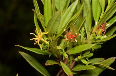 APII jpeg image of Atkinsonia ligustrina  © contact APII