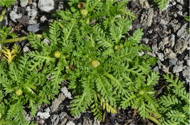 APII jpeg image of Cotula alpina  © contact APII