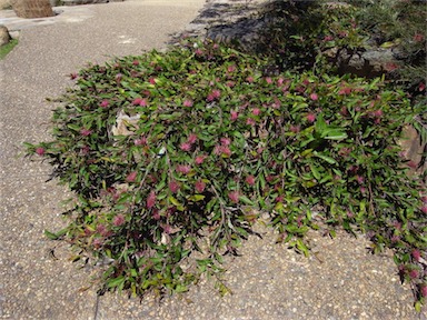 APII jpeg image of Grevillea 'Bush Carpet'  © contact APII