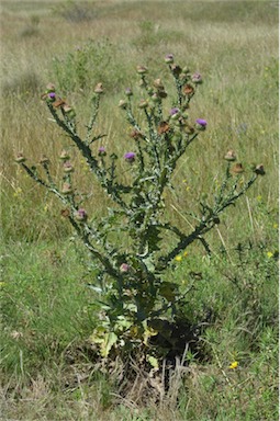 APII jpeg image of Onopordum acanthium  © contact APII