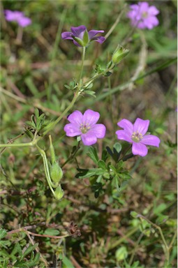 APII jpeg image of Geranium solanderi var. solanderi  © contact APII